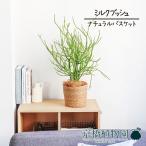 ミルクブッシュ5号