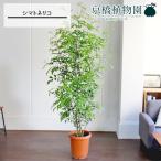 シマトネリコ10号