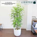 シマトネリコ10号