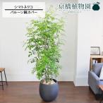 シマトネリコ10号