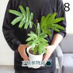 ネムノキ/エバーフレッシュ4号白鉢