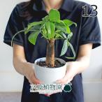 パキラ朴仕立て3.5号白鉢