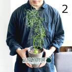 翡翠色の球根植物 蒼角殿の育て方と増やし方 ゆるぷ