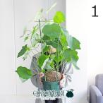 【現品】ステファニア・ヴェノーサ（ヴェノサ） 6号　緑鉢（1）