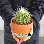 サボテン金鯱3.5号茶鉢