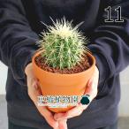 サボテン金鯱3.5号茶鉢