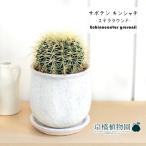 サボテン金鯱5G