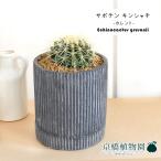 サボテン金鯱4G