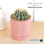 サボテン金鯱4G