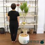 ドラセナ・コンシンネ“龍”8号