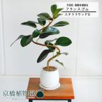 【ステララウンド：Sサイズ/陶器鉢】フランスゴム　曲がり【受け皿付】pot