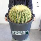 サボテン金鯱12号黒鉢