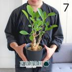 【現品】バオバブ・ディギタータ　