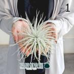 エアプランツチランジア・テクトラム