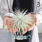 エアプランツチランジア・テクトラム