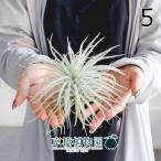 エアプランツチランジア・テクトラム