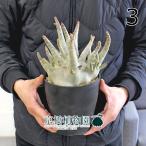 アデニウム・アラビカム・ドワーフブ...