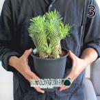 ユーフォルビア・ソテツキリン5号黒鉢