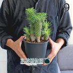 ユーフォルビア・ソテツキリン5号黒鉢