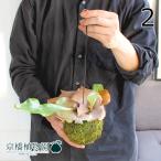 コウモリランの苔玉吊り下げ