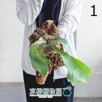 コウモリラン/ビカクシダ・ウィリン...