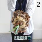 コウモリラン/ビカクシダ・ウィリン...