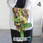 コウモリラン/ビカクシダ・ウィリン...