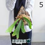 コウモリラン/ビカクシダ・ウィリン...