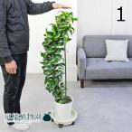 ドラセナ・トルネード斑入り7号白セ...