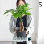 パキラ編み込み5号黒鉢