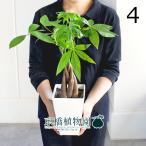 パキラ編み込み5号白スクエア鉢