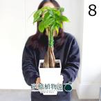 パキラ編み込み5号白スクエア鉢