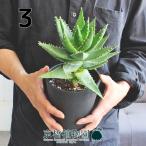 アロエ・不夜城5号