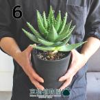 アロエ・不夜城5号