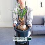 ブーファン・ディスティカ8号紺鉢