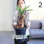 ブーファン・ディスティカ8号紺鉢