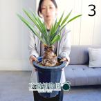 ブーファン・ディスティカ8号紺鉢