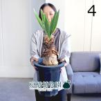 ブーファン・ディスティカ8号紺鉢