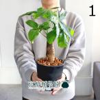 パキラ朴仕立て4号黒鉢