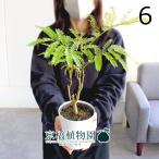 ネムノキ/エバーフレッシュ4号白鉢