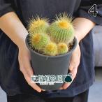 サボテンノトカクタスワラシー群生4号黒鉢