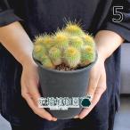 サボテンノトカクタスワラシー群生4号黒鉢