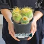 サボテンノトカクタスワラシー群生4号黒鉢