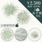 チランジア・テクトラム