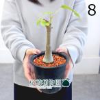 ボンバックス/プセウドボンバックス...