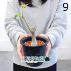 ボンバックス/プセウドボンバックス...