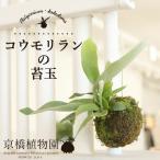 コウモリランの苔玉