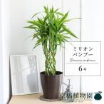 ミリオンバンブー６号