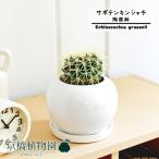 サボテン金鯱3.5G