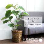 ウンベラータ7号